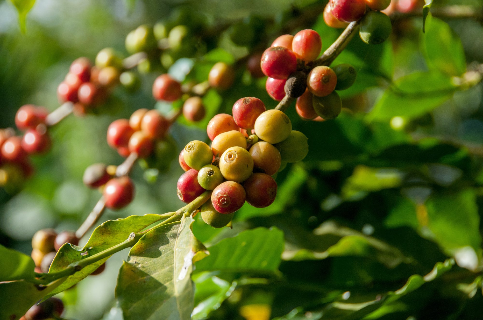 Coffee Seasonality