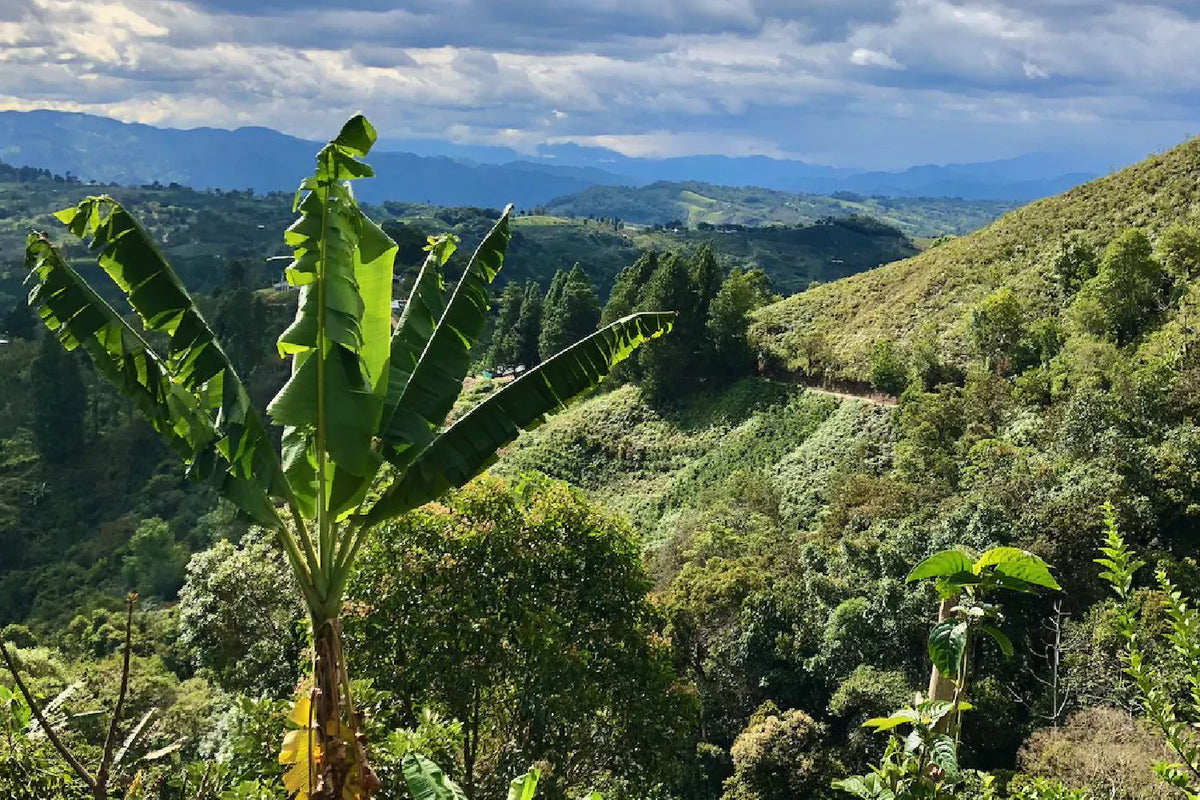 Sugar Cane Decaf - Columbia