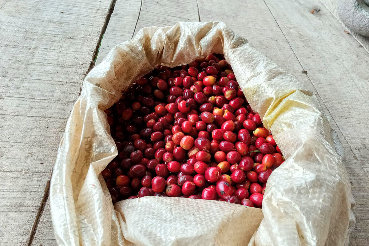 Sugar Cane Decaf - Columbia
