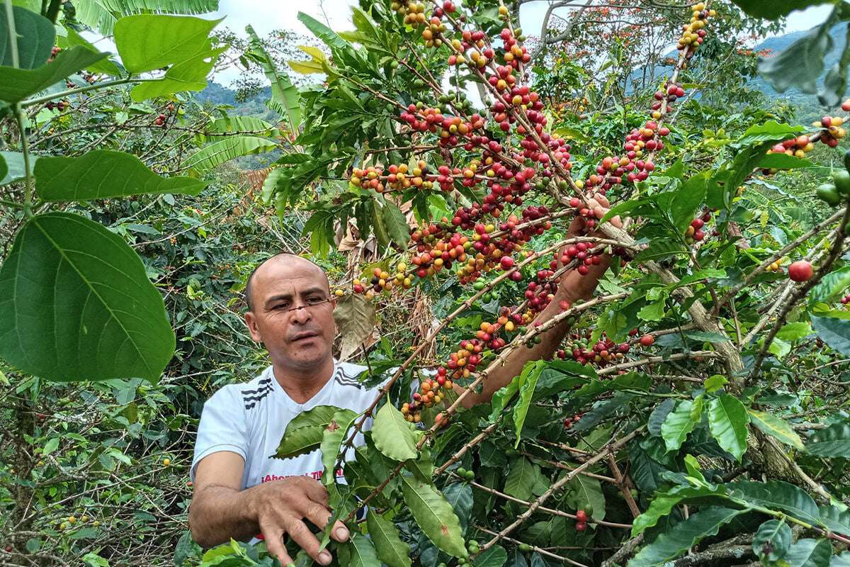 Sugar Cane Decaf - Columbia