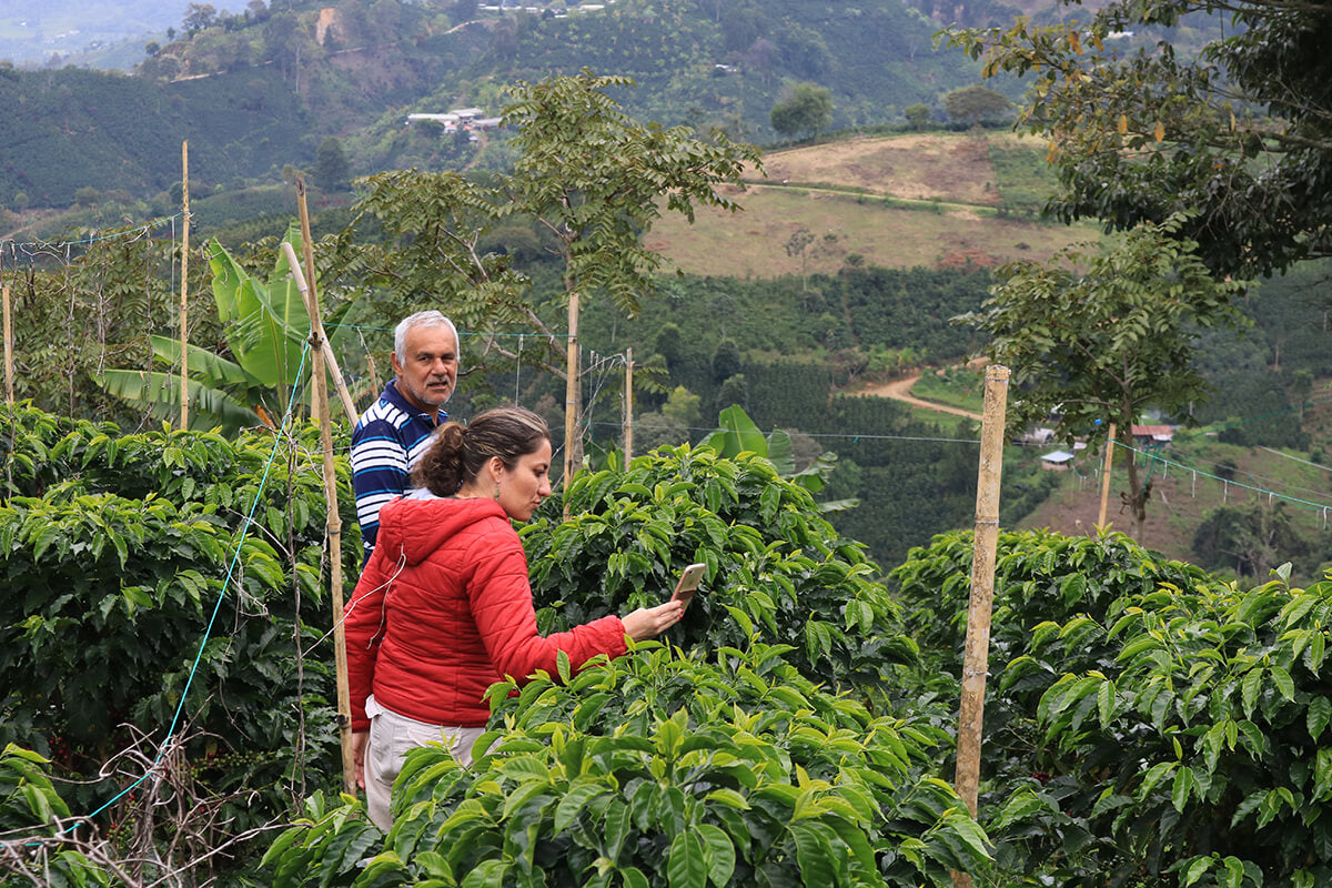 Sugar Cane Decaf - Columbia