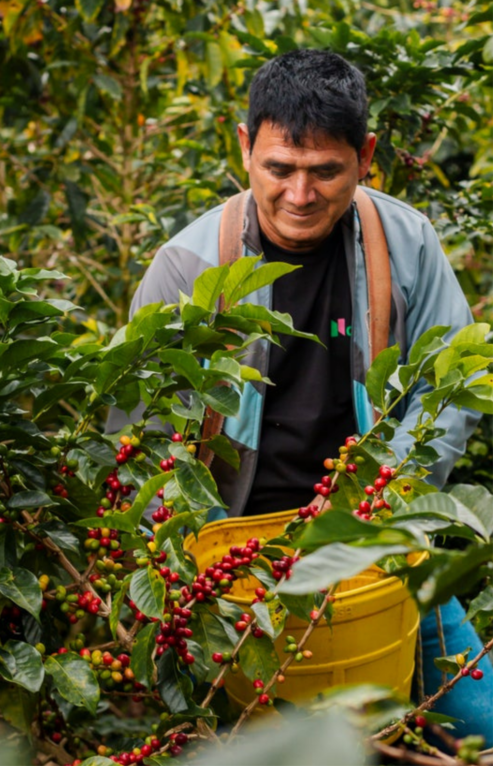 Bear Market Sustainable Coffee Sourcing
