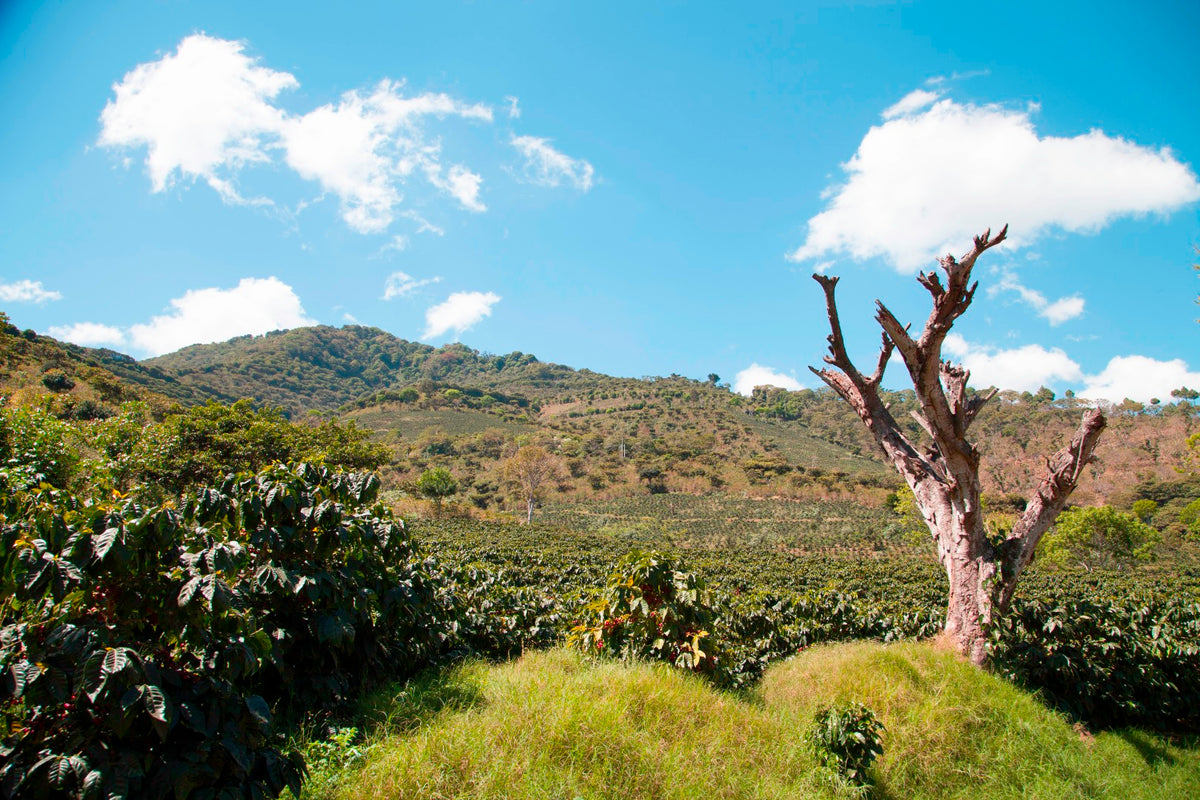 El Salvador - El Manzano